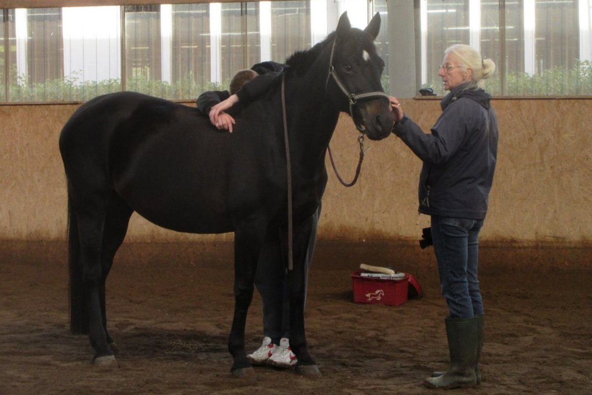 In einer Reithalle steht ein schwarzes Pferd. Eine Frau hält es am Halfter, während eine zweite Person hinter dem Pferd steht und eine Hand auf seinen Rücken legt.